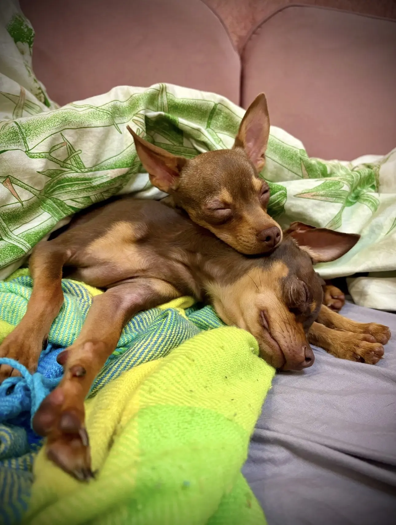 🐾😴🙂