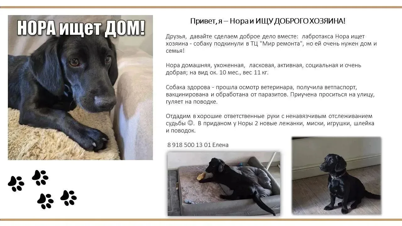Нора ищет дом.