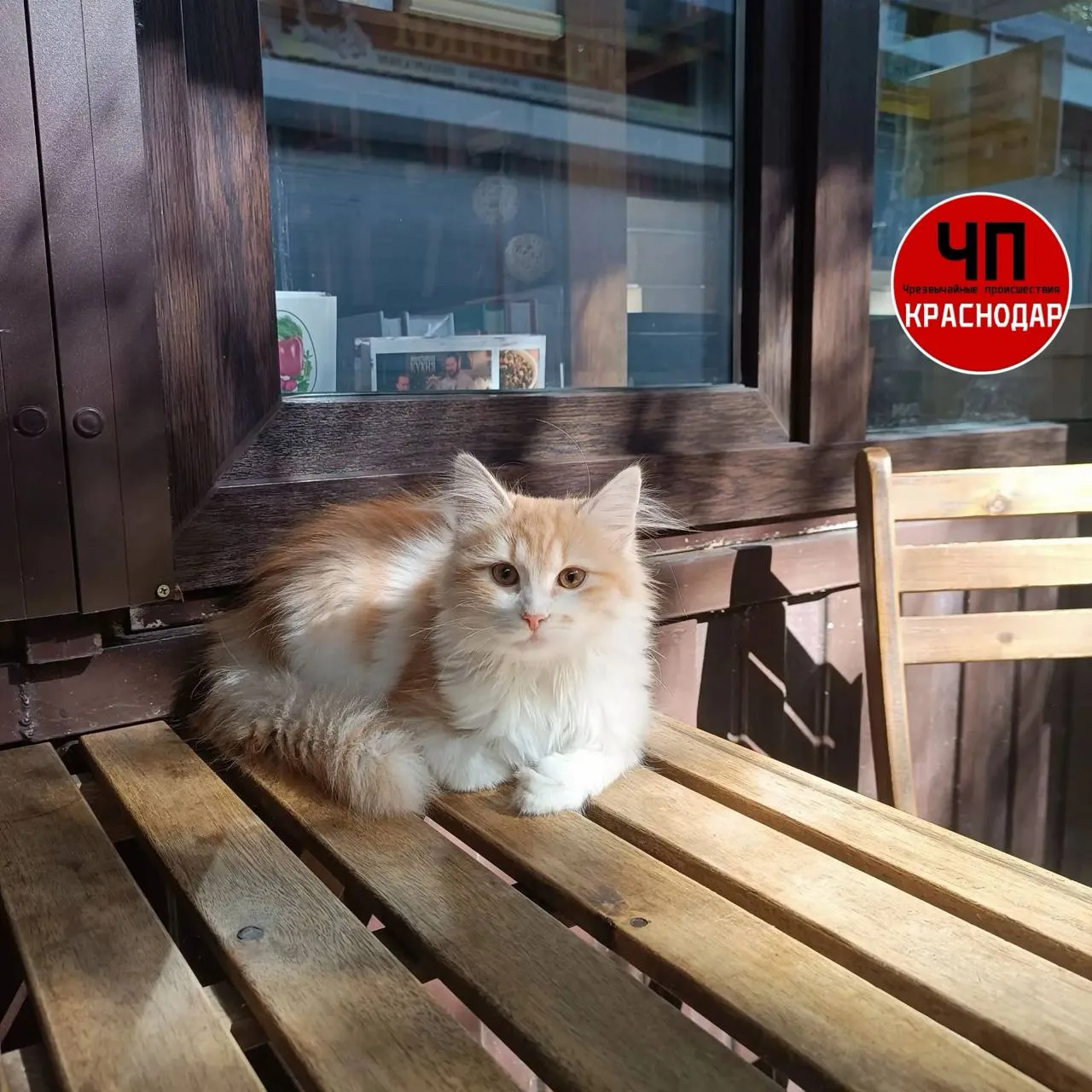 🆘 Две девушки украли четырёхмесячного котёнка из магазина в Краснодаре