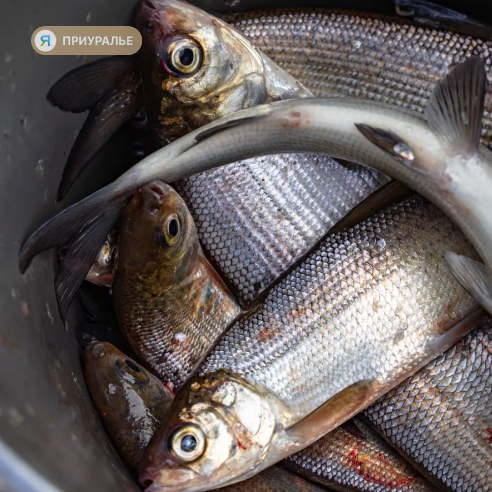 🐟Браконьеры из Приуралья ответят за вылов рыбы ценных пород