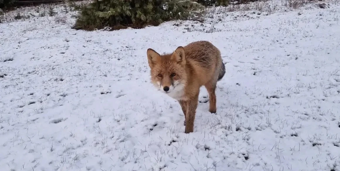 🦊 Рыжий франт на белом покрывале: в Баргузинском заповеднике засняли знаменитого лиса ...