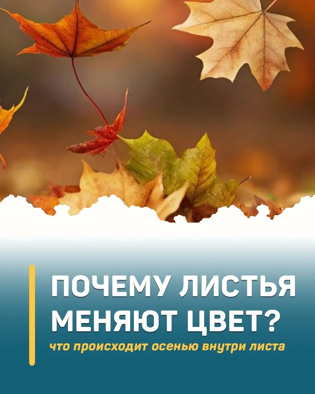 🍂 Почему осенью листья меняют цвет?