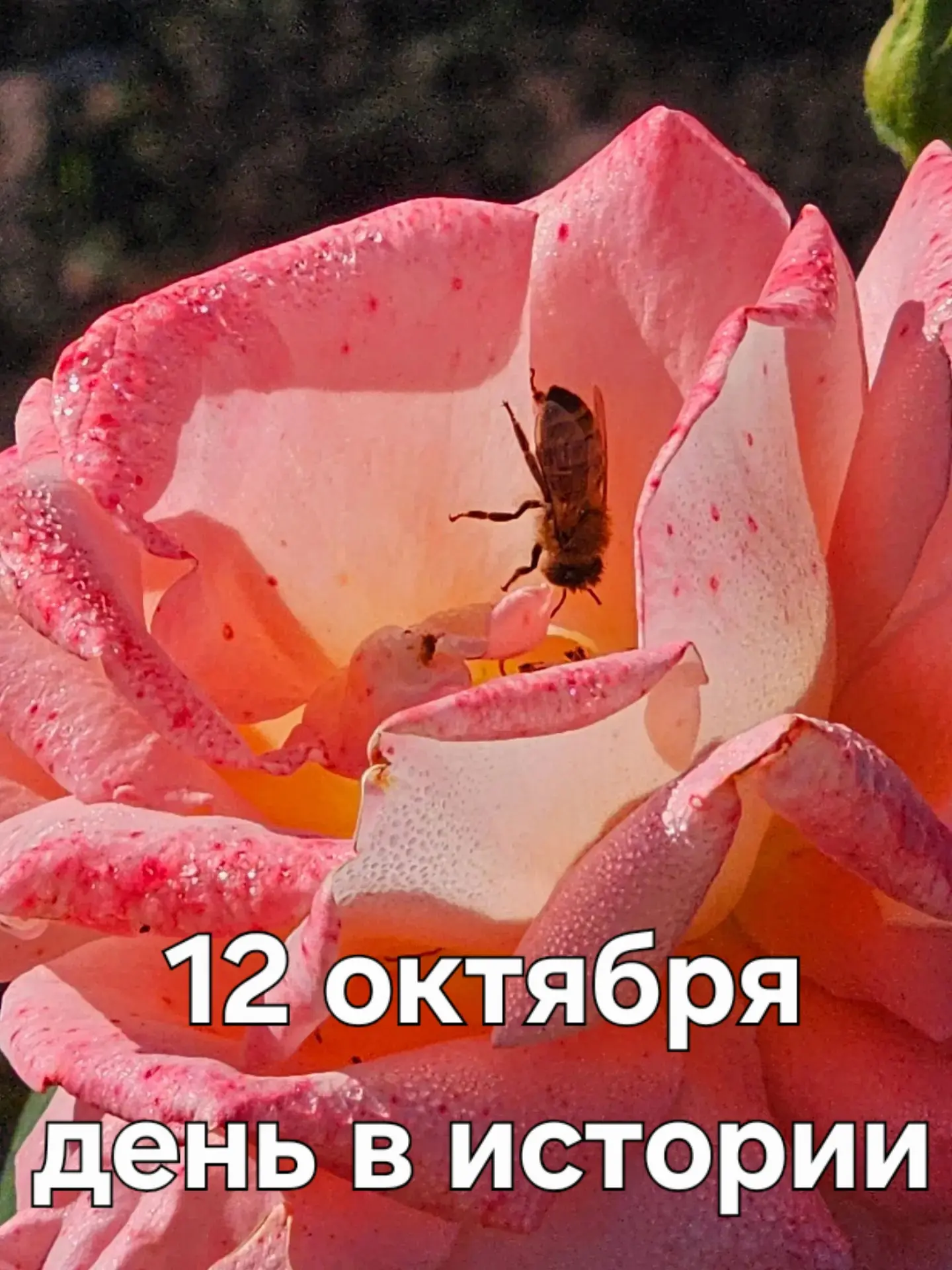 А знаете ли вы, что ❓