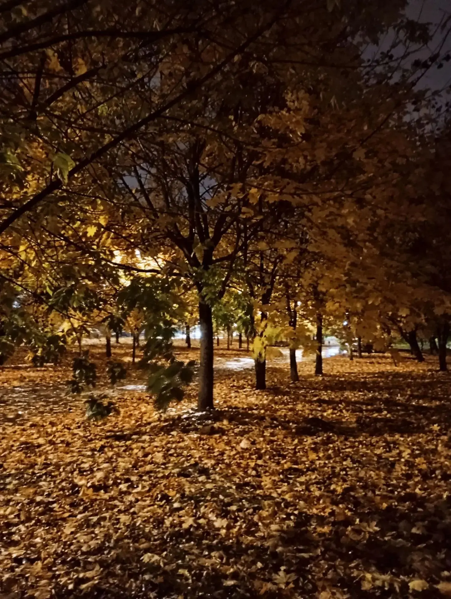 Ночной осенний Краснознаменск