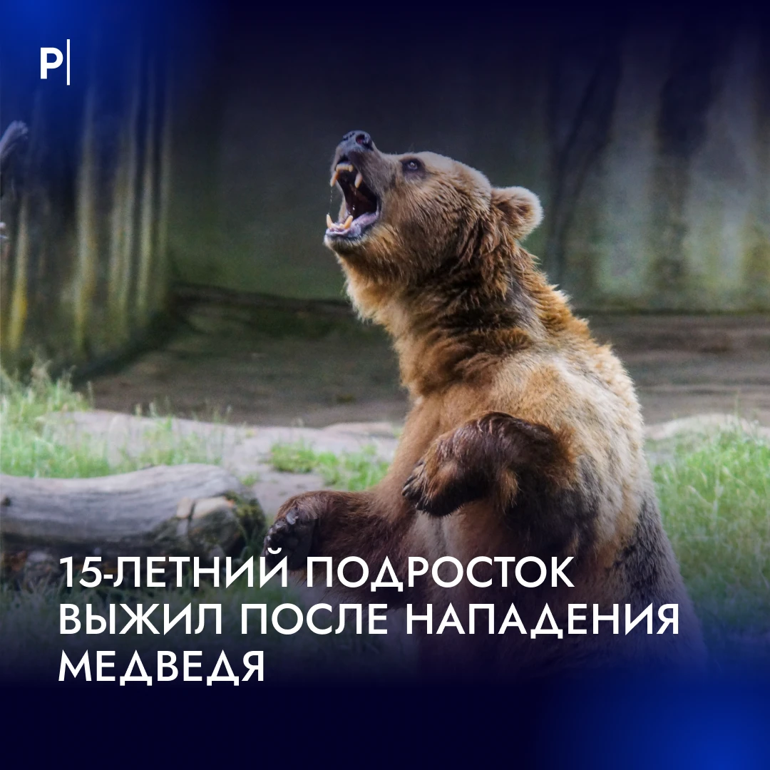 🐻 Взорвавшийся телефон спас 15-летнего подростка от медведя на Алтае.
