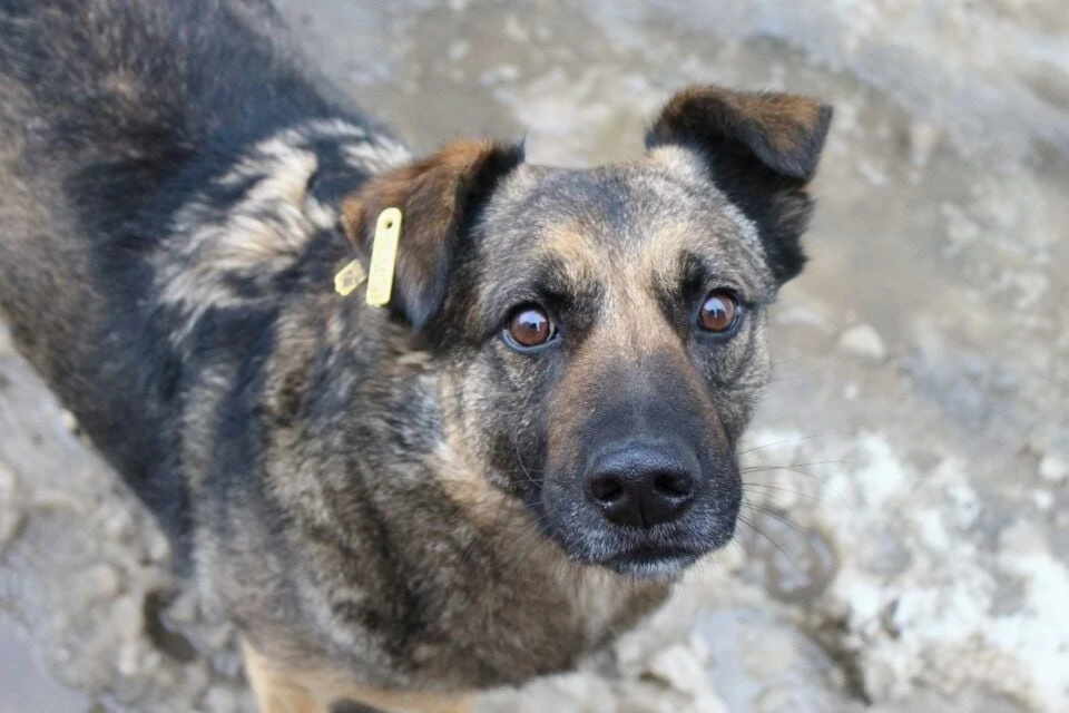 🐕 Нижегородским приютам могут разрешить держать бездомных животных до 90 дней