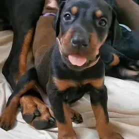 🐶 Мечтаете о верном друге с благородной внешностью и живым умом? Знакомьтесь — щенки д...