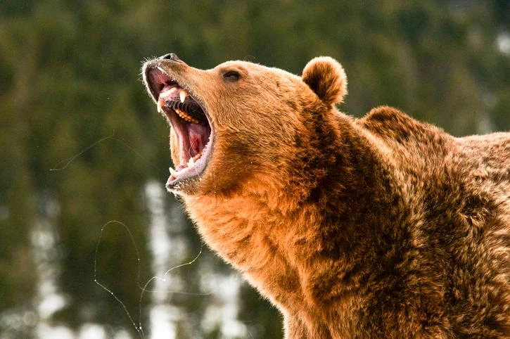 🐻 В России с начала года ликвидировали более 3,4 тысячи опасных медведей