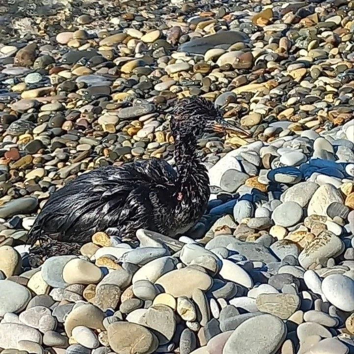 У берегов Сочи нашли птиц, испачканных мазутом, возможно из-за аварии на танкере Aframa...