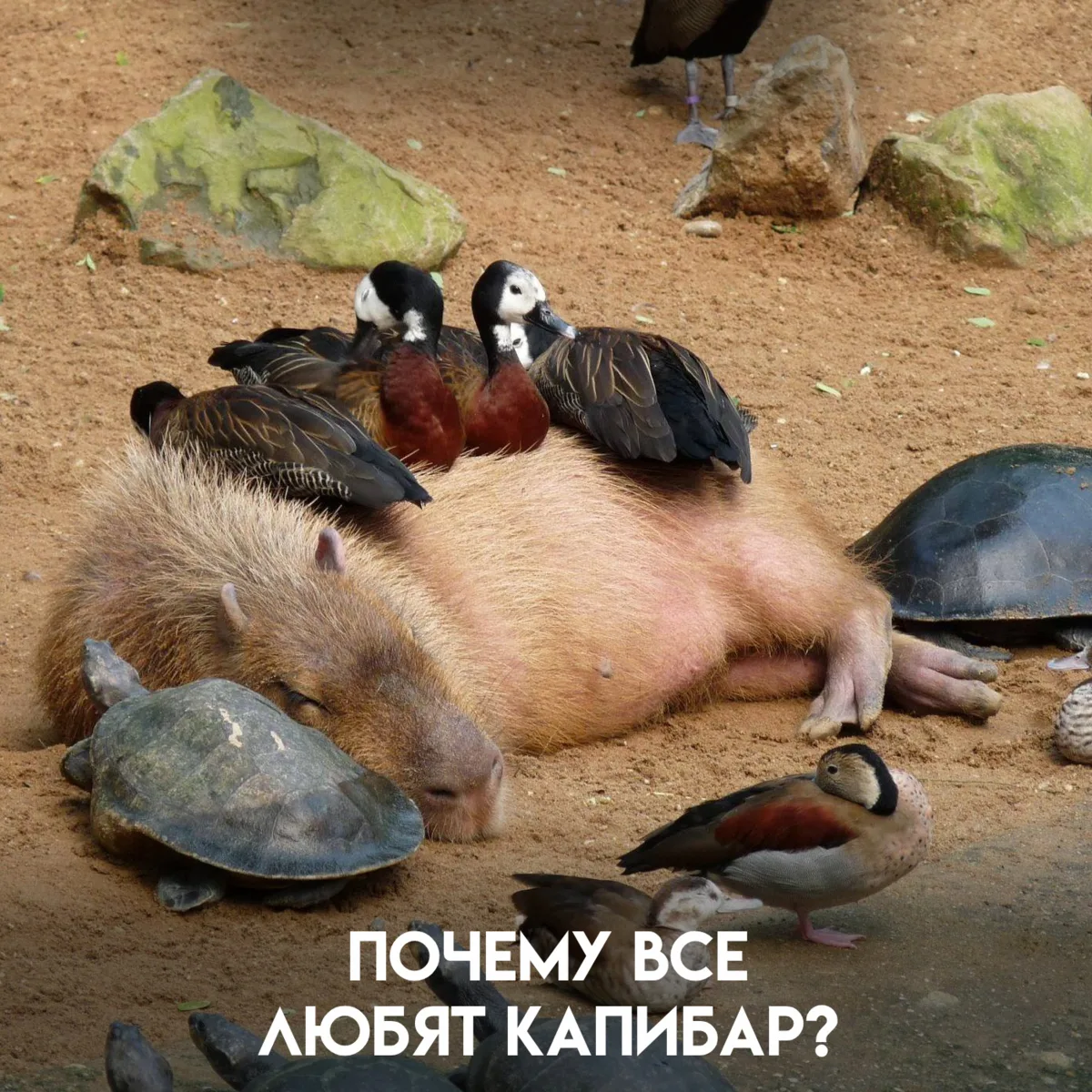 Капибары как будто прибыли из другого мира, более светлого и доброго, чем наш. Они неаг...