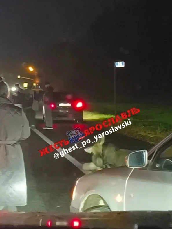 Около Туношны сбили маленького лосенка 😕