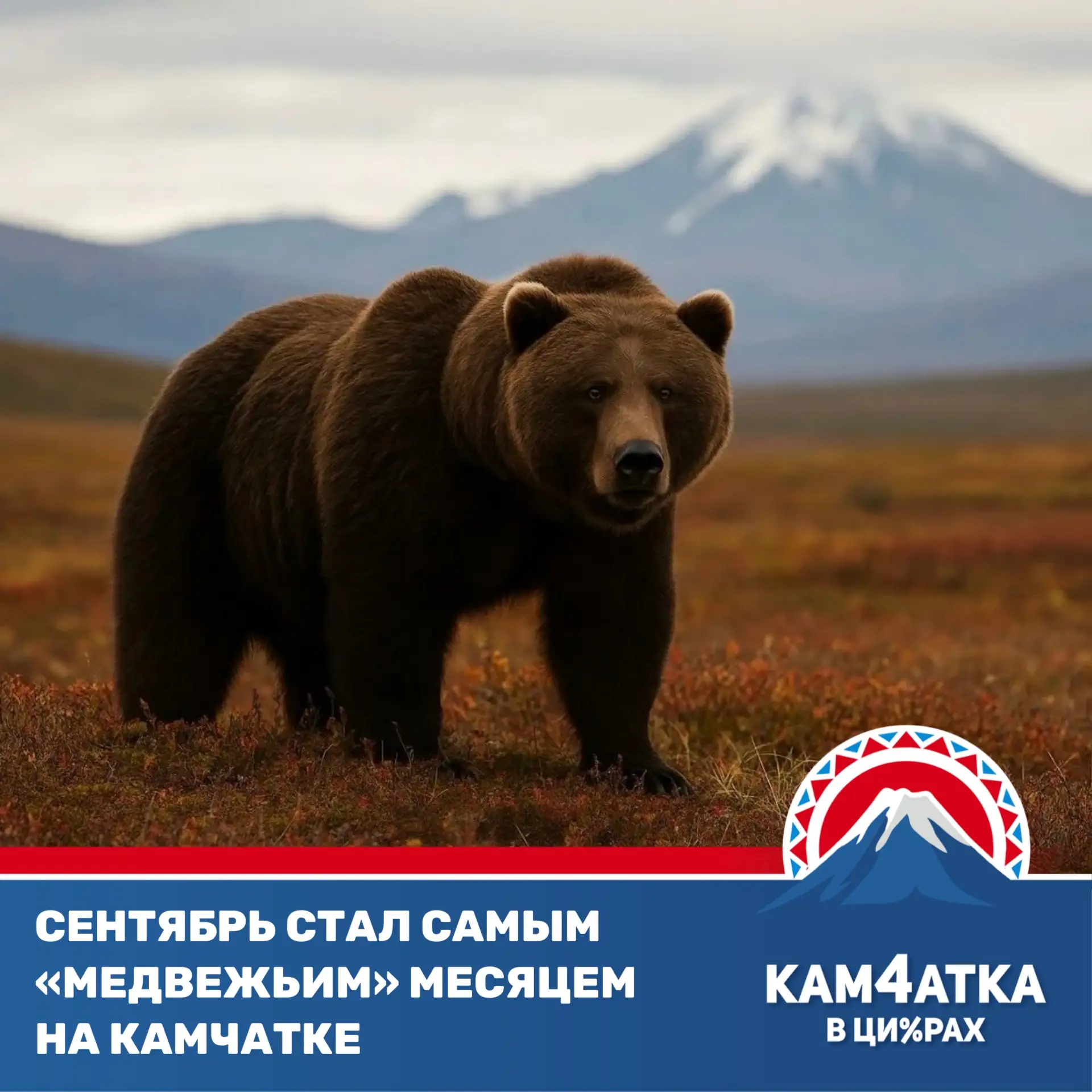 На Камчатке медведи продолжают массово выходить к людям