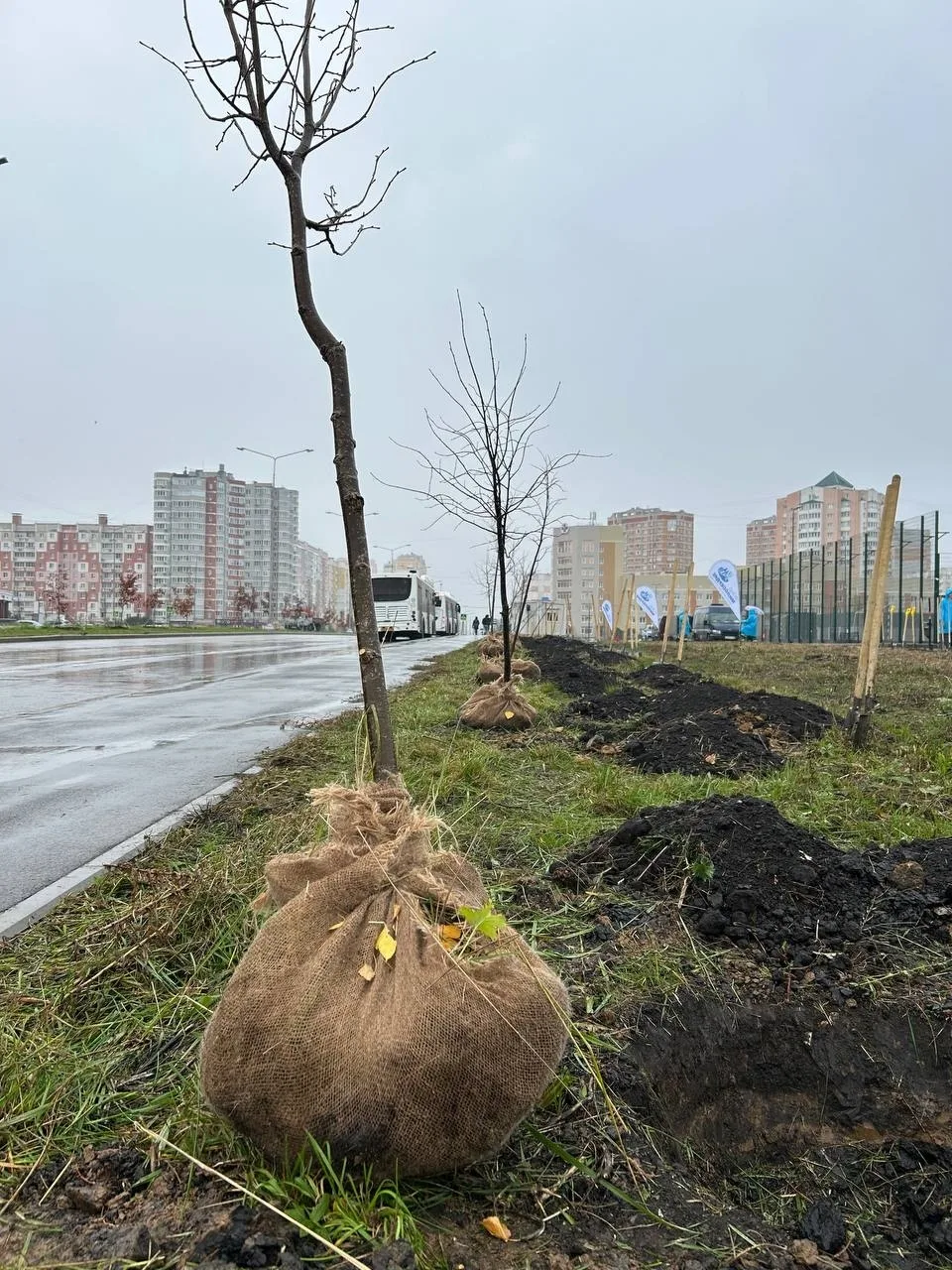 В сквере Белана появилось еще 90 молодых лип 🌳🌿