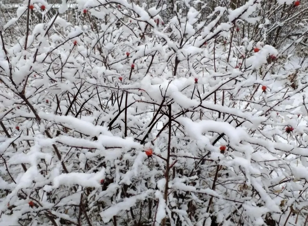❄️ В Приморье выпал первый снег: север края уже встречает зиму! ☃️