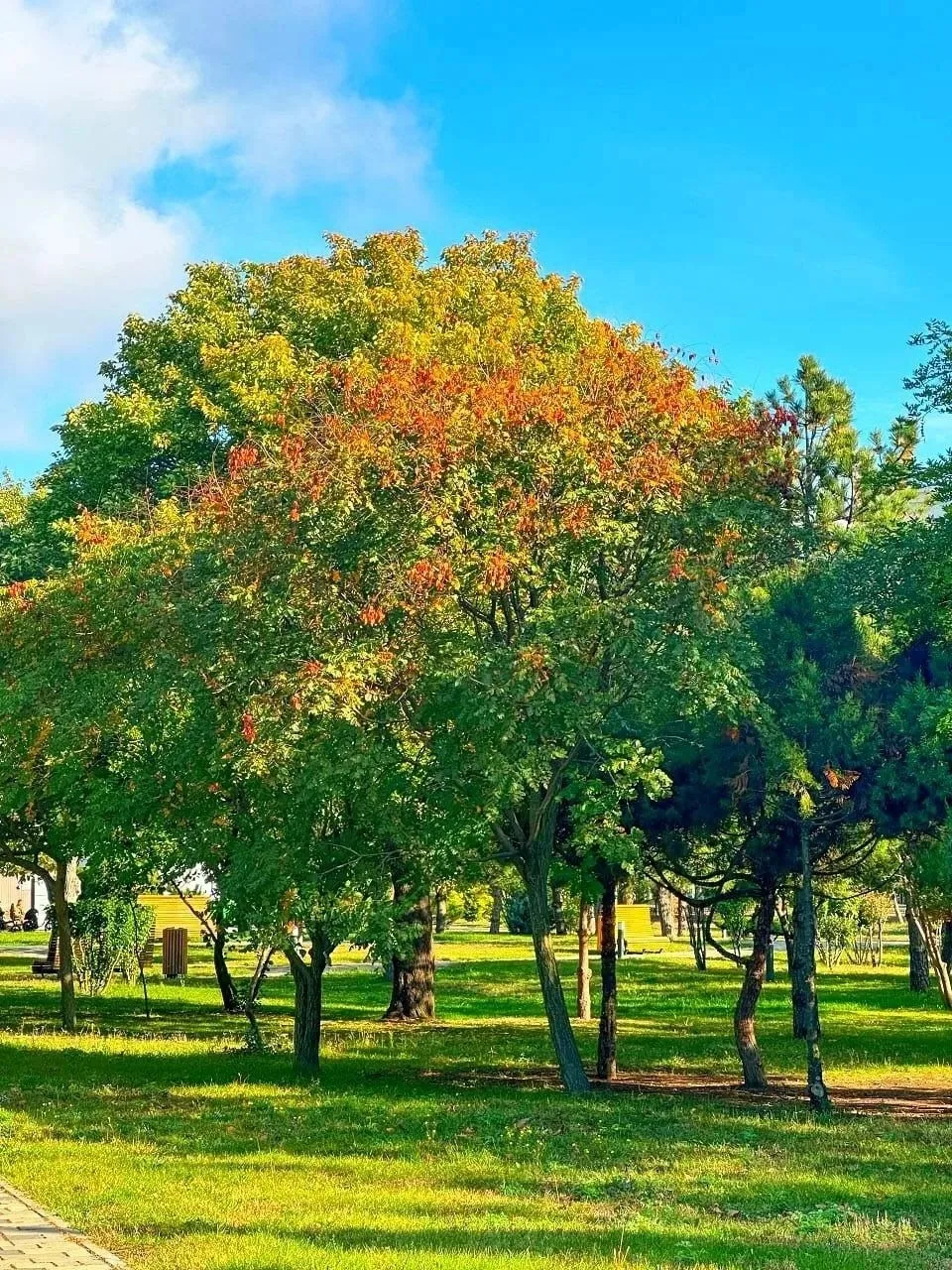 В Ореховую рощу осень не спешит ☀️
