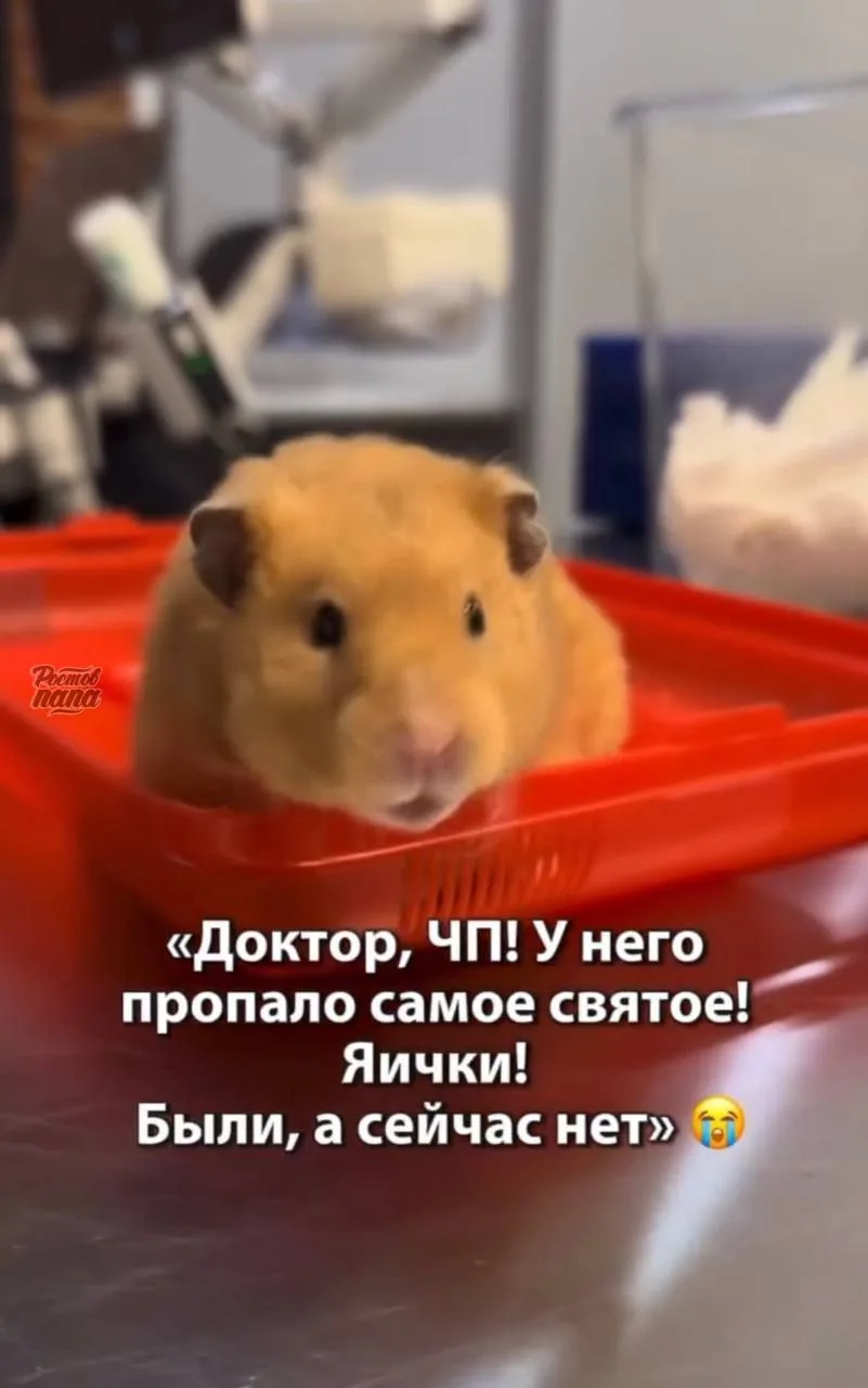 Хомяк Бисквит потерял яйца — хозяйка срочно отнесла бедолагу к ветеринару, где ему сдел...