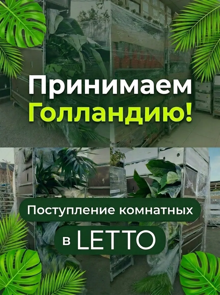 🎉 Отличные новости для всех любителей зелени! 🎉