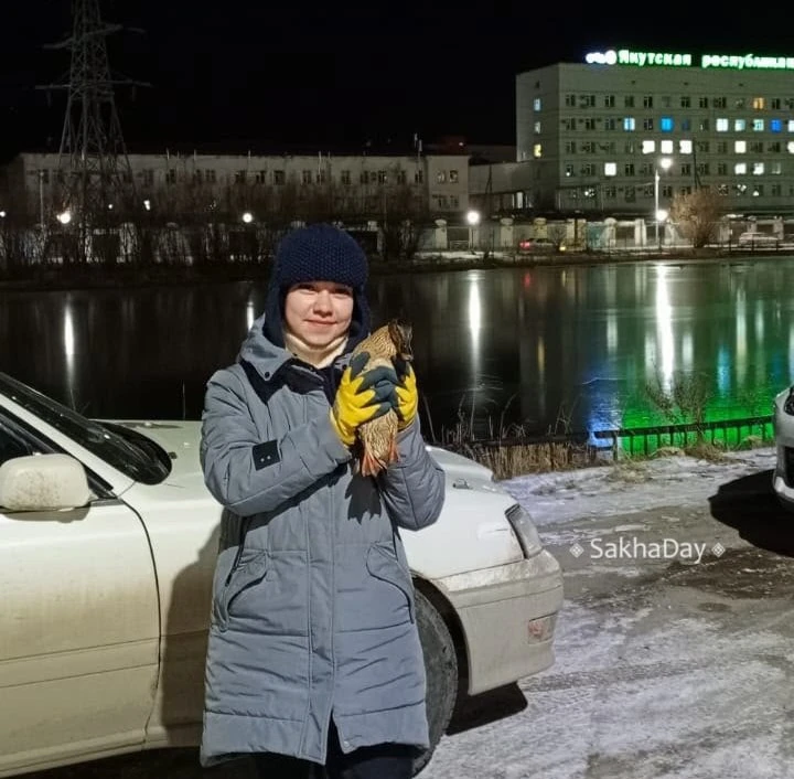 В Якутске спасли трех уток. Нужна помощь охотников