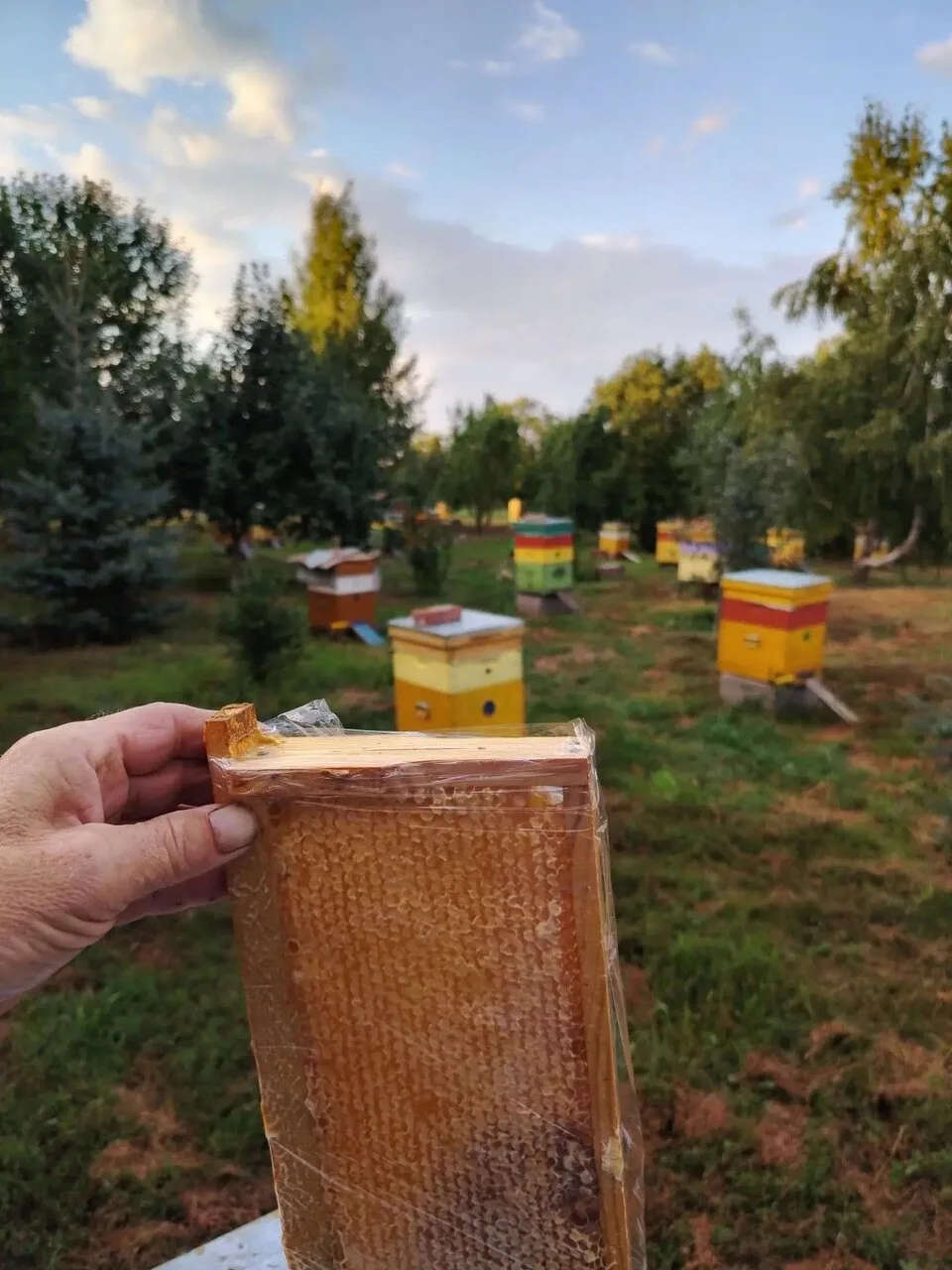 Продам мёд Алтайский разнотравье 900р за литр, гречиха 950р за литр, донник 1200р за ли...