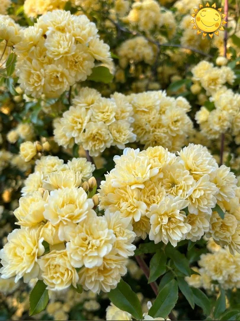 Роза Леди Бэнкс