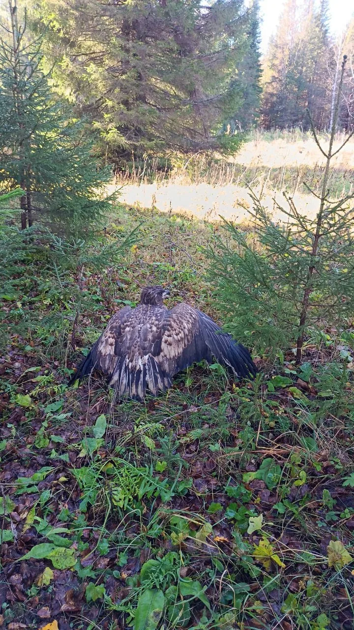 🦅 Редкая встреча в «Пермском»: в лесу на Чусовском участке заметили молодого орлана‑бе...