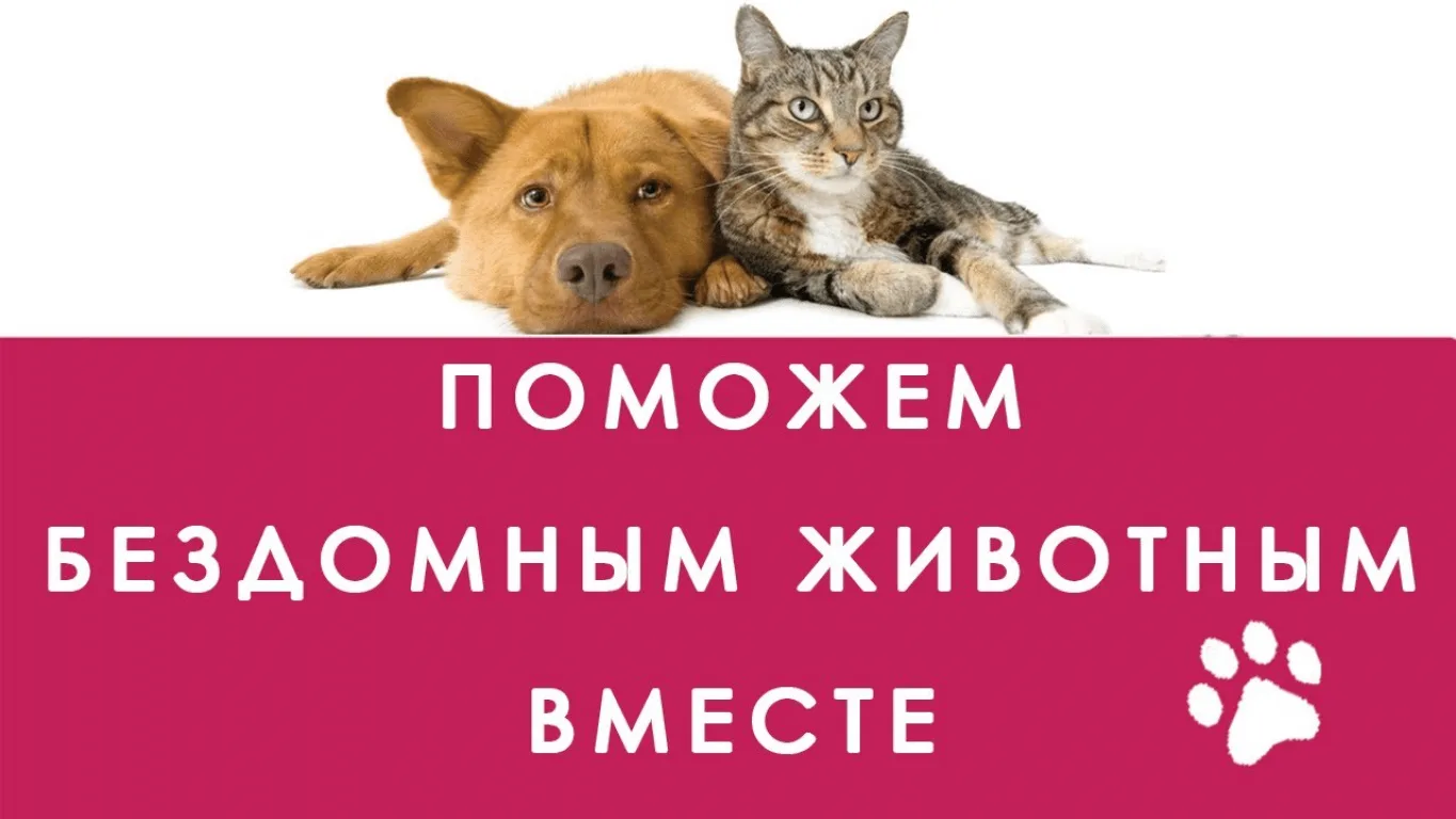 🐾 Неделя добра: «Тепло для 4 ЛАПОК» 🐾