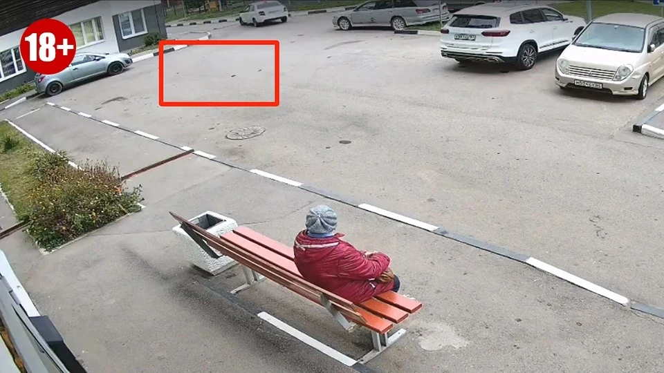 В Энгельсе возбудили уголовное дело после жестокой расправы над котятами