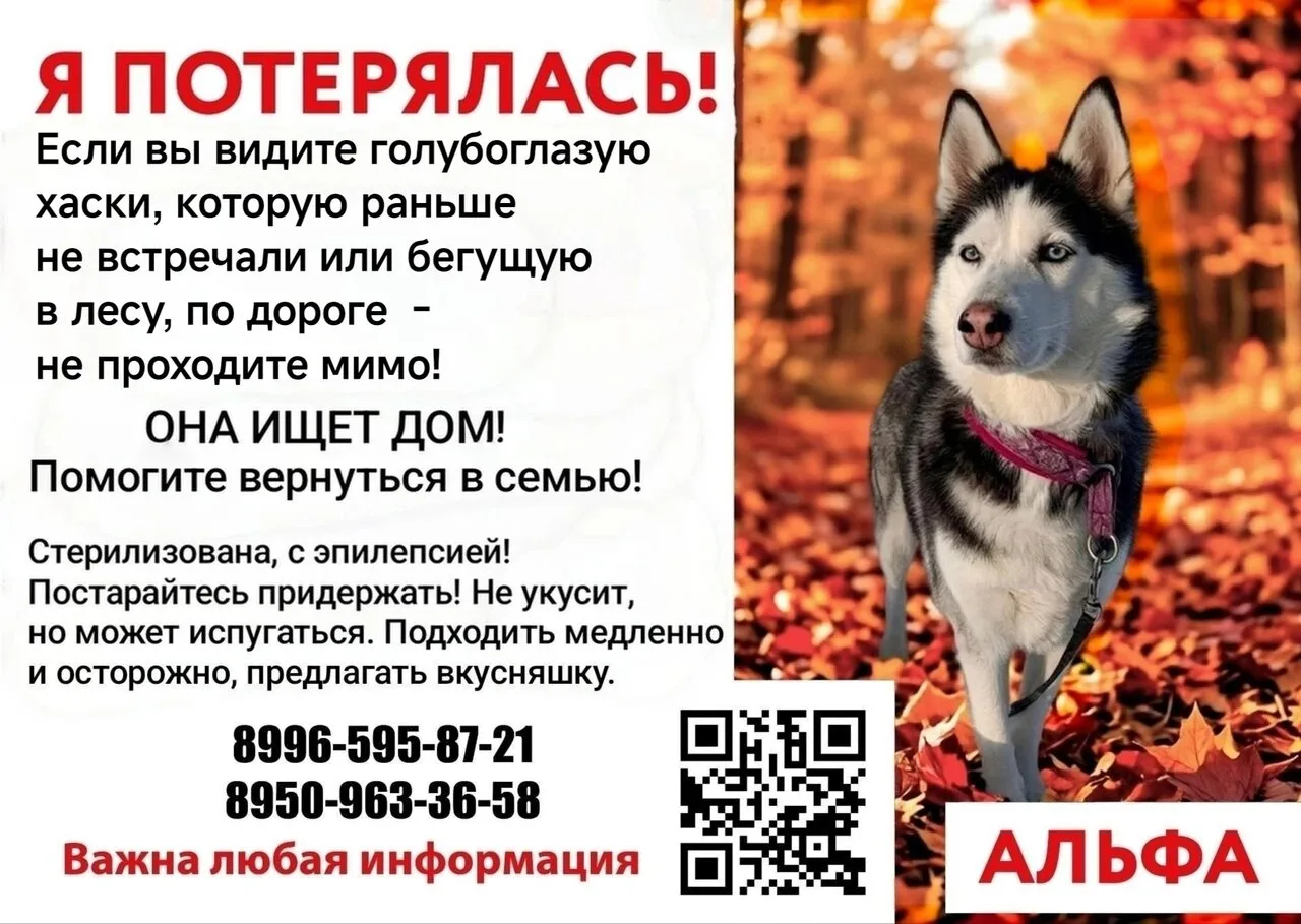 🚨 НОВОДВИНСК, СРОЧНО! ИЩЕМ РЕПОСТЫ И ПОМОЩЬ В ПОИСКЕ! 🚨