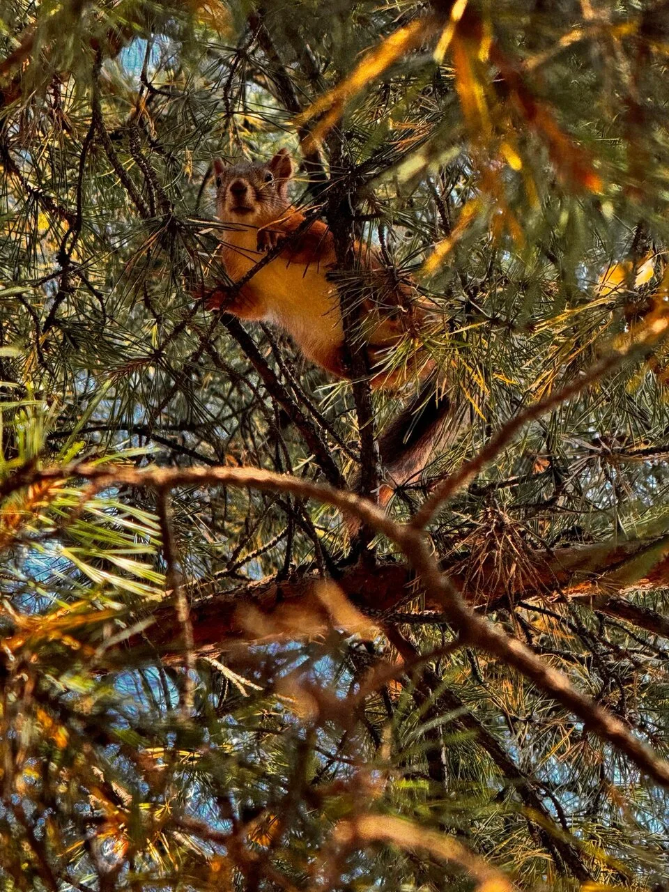 Белка в Ангарском парке 🧡💛🤎