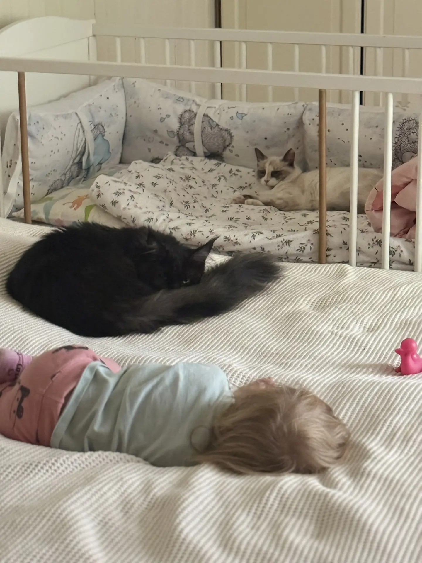 Все котятки уснули😁☺️