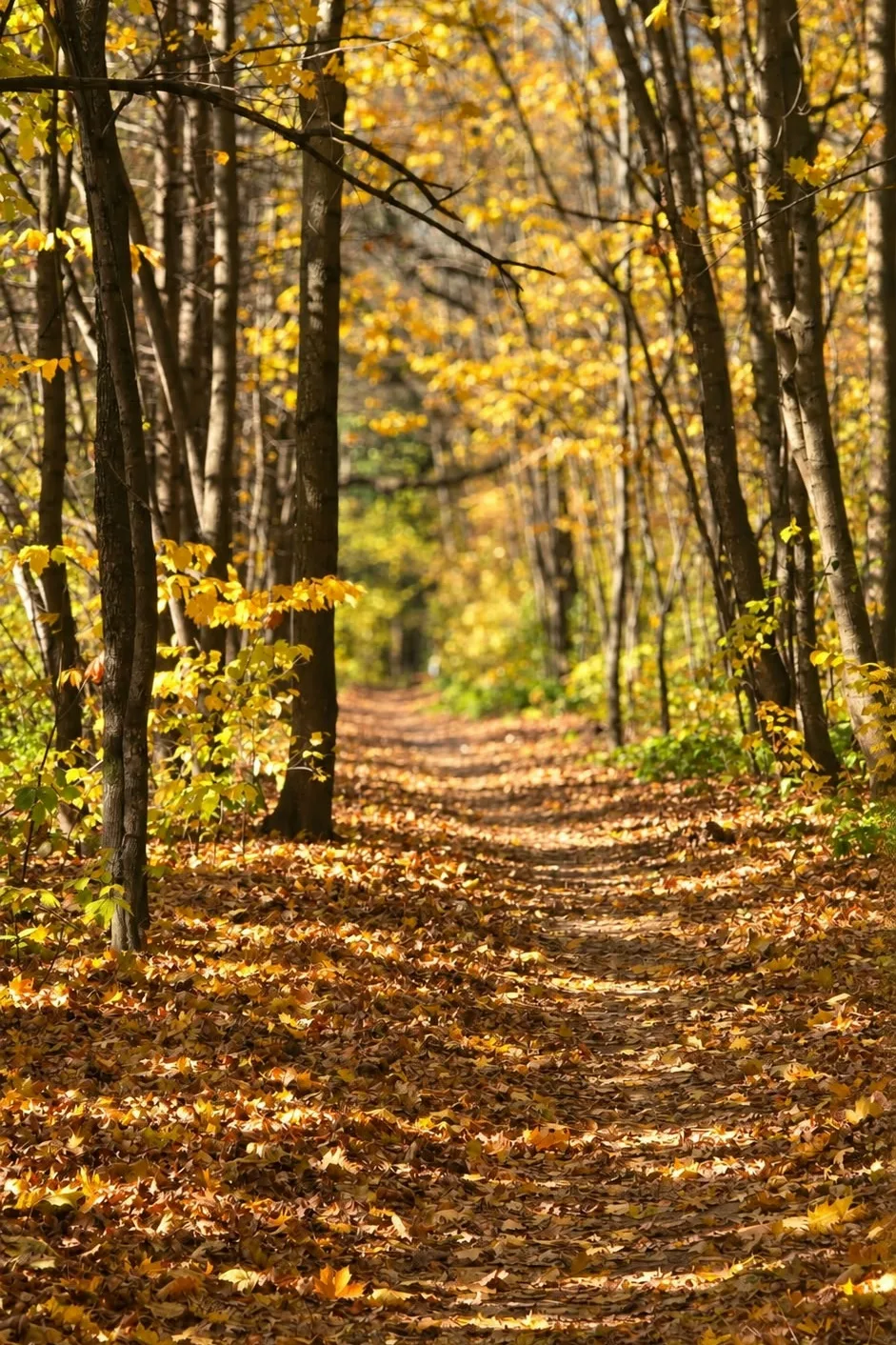 🍁🍂 Какая же красивая осень в Чебоксарах! А эта роща — просто загляденье! 😍