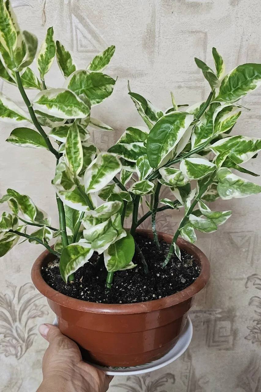 Продам комнатные растения, Макеевка, цены от 300р