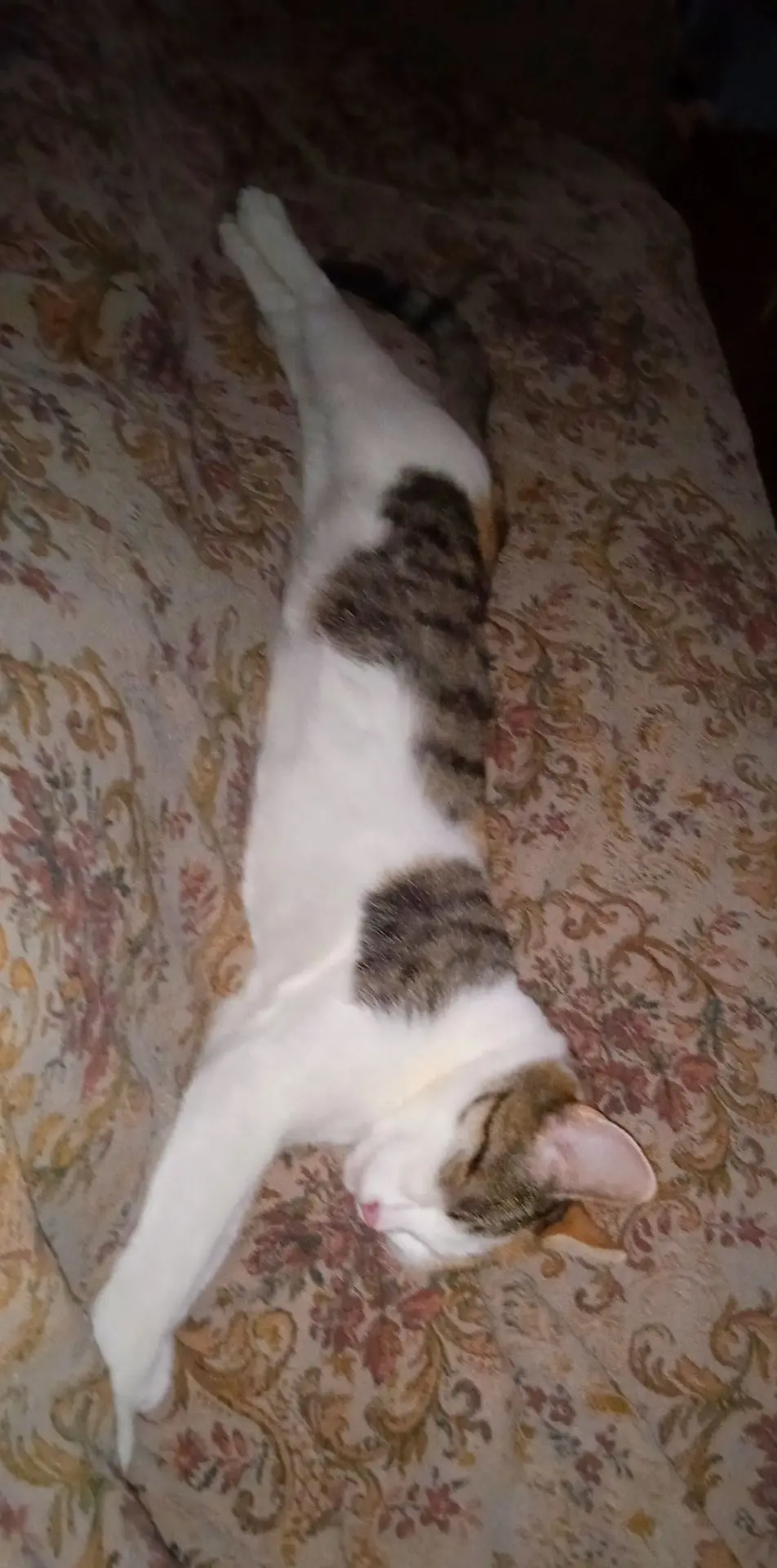 Бесконечная кош.