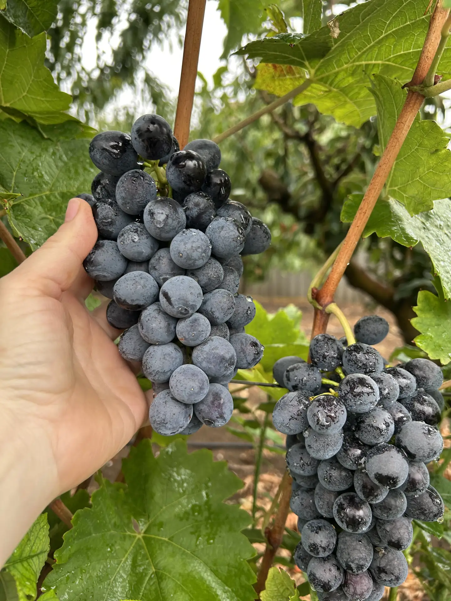 Продам домашний виноград Молдова 50 р /кг.
