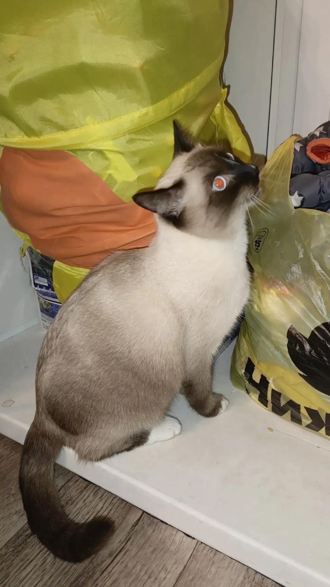 Срочно! Нашёлся кот, на улице Ленинградской 1, кот стрессует, замерз на улице, забрали ...