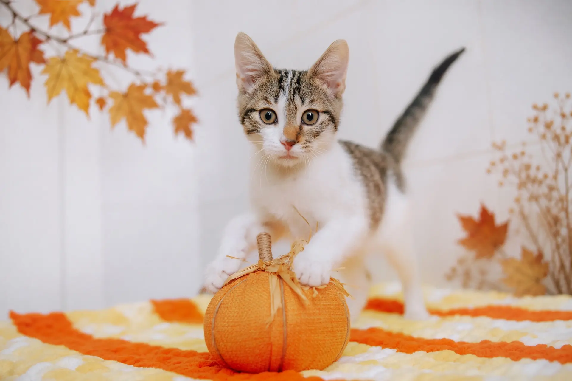 🐾 Готовимся к встрече с новым другом!