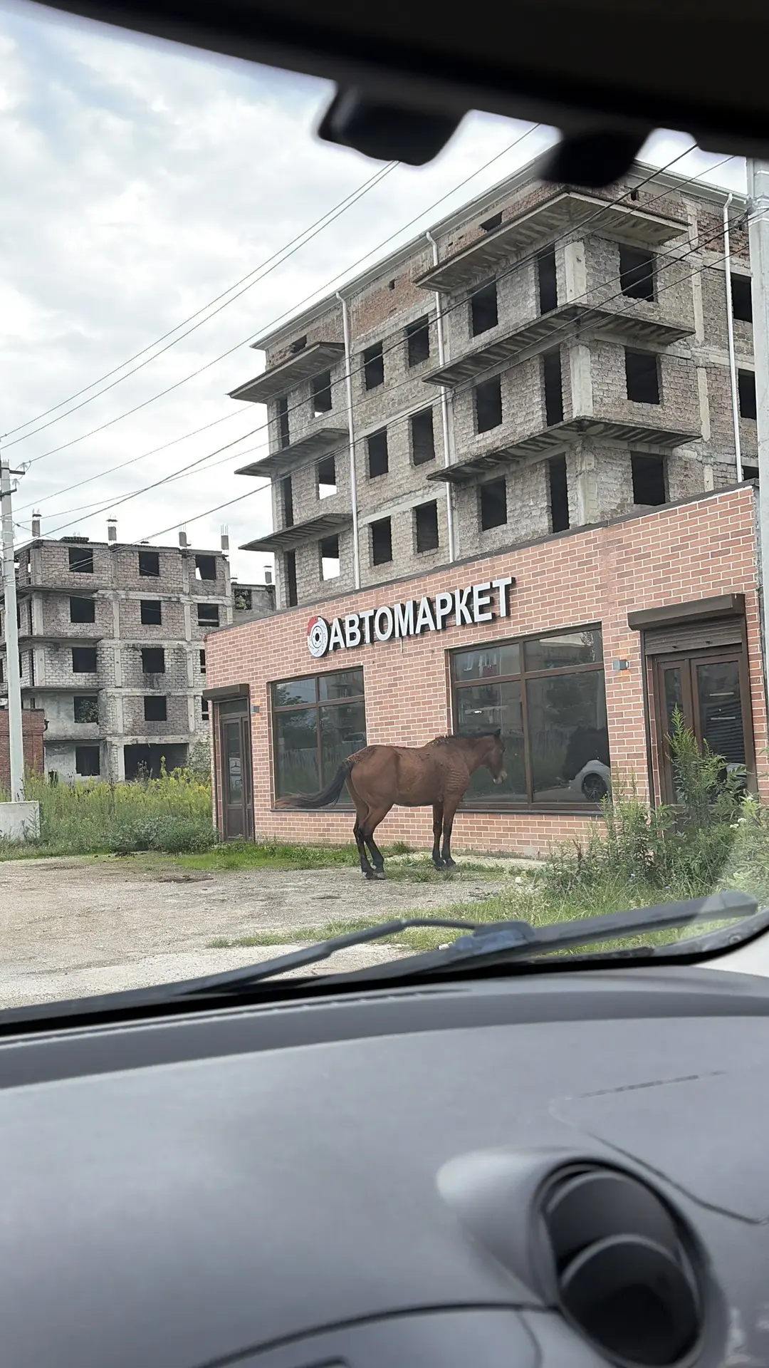 А потом по дороге в школу видела лошадь, которая ждала открытия автомагазина.