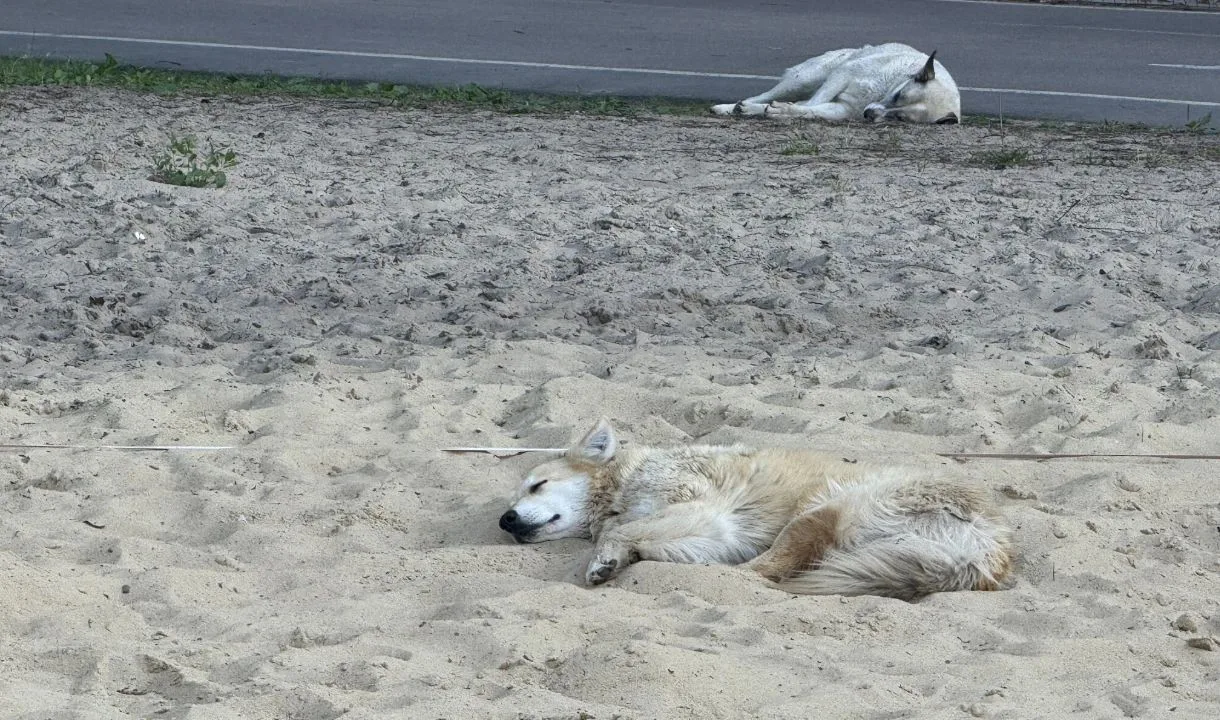 В Воронеже за нападение бездомной собаки на девочку взыскали 40 тысяч рублей