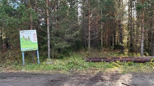 Вырубки под Антоновским продолжаются: жители опасаются за «зелёные лёгкие» города