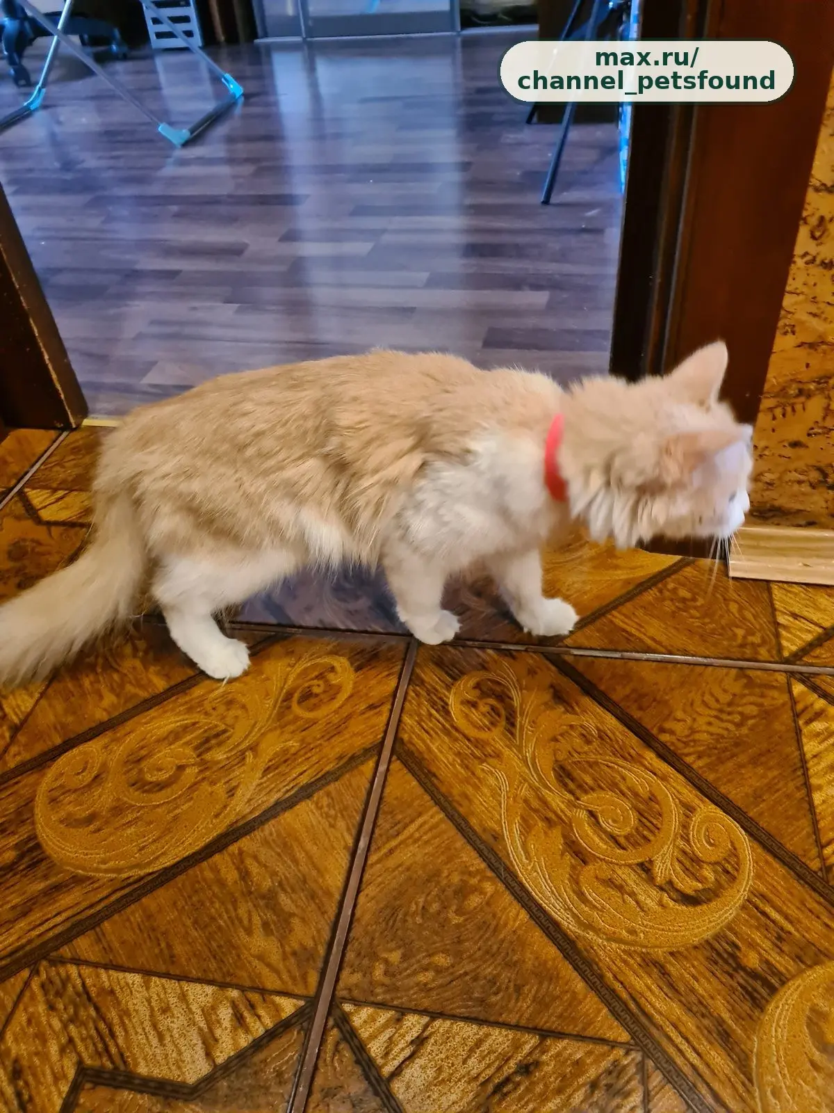 🐾 Найден питомец — Новокузнецк