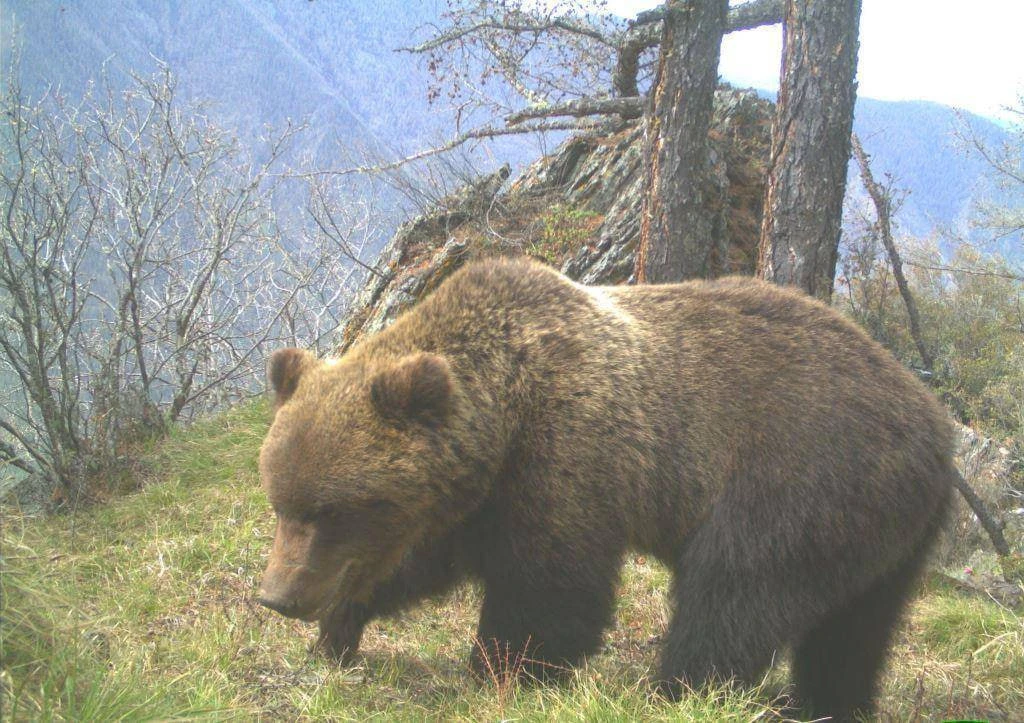 🐻В Бородино сотрудники Госавтоинспекции ликвидировали медведя