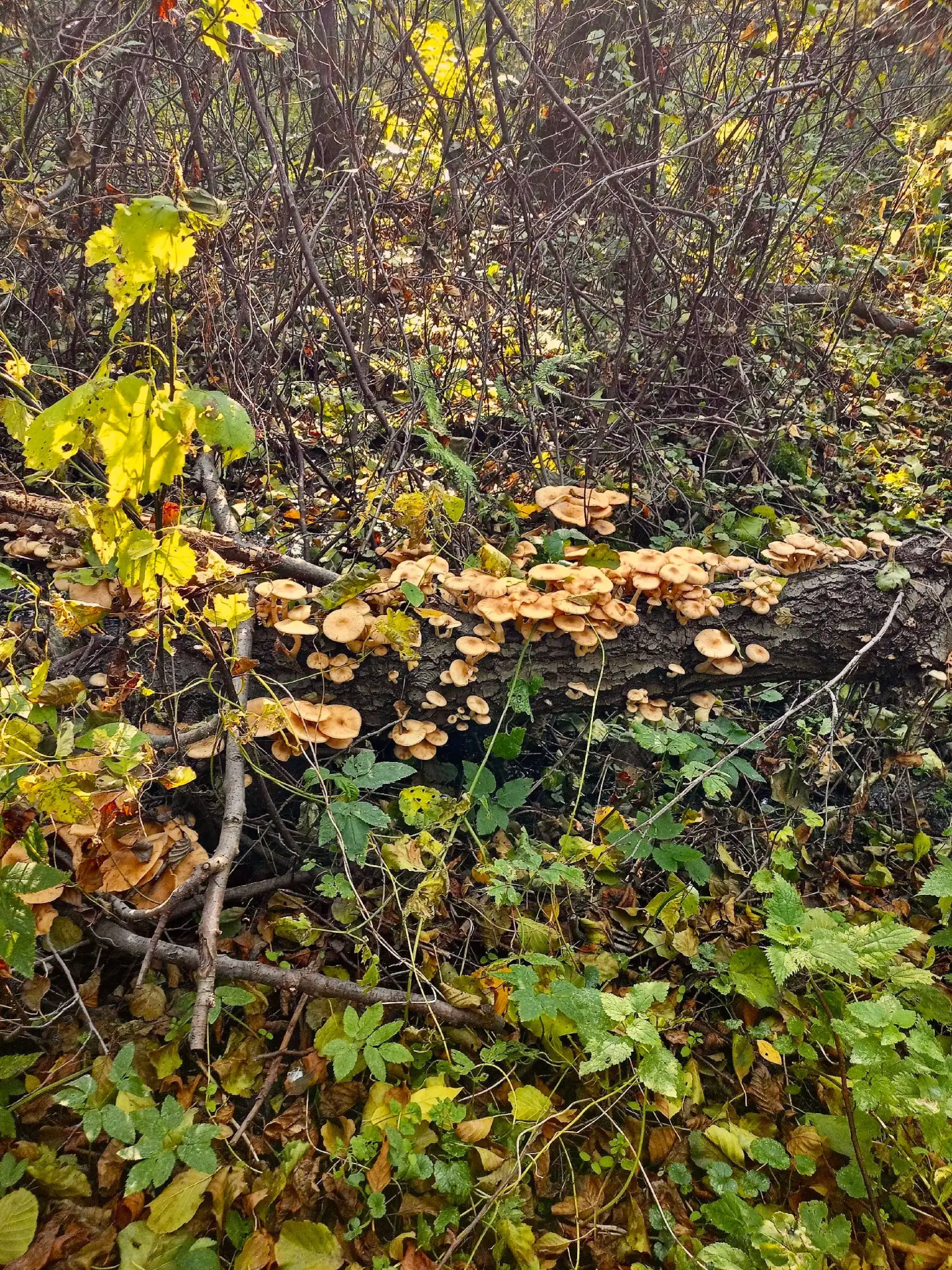 Грибное дерево! 🍄‍🟫