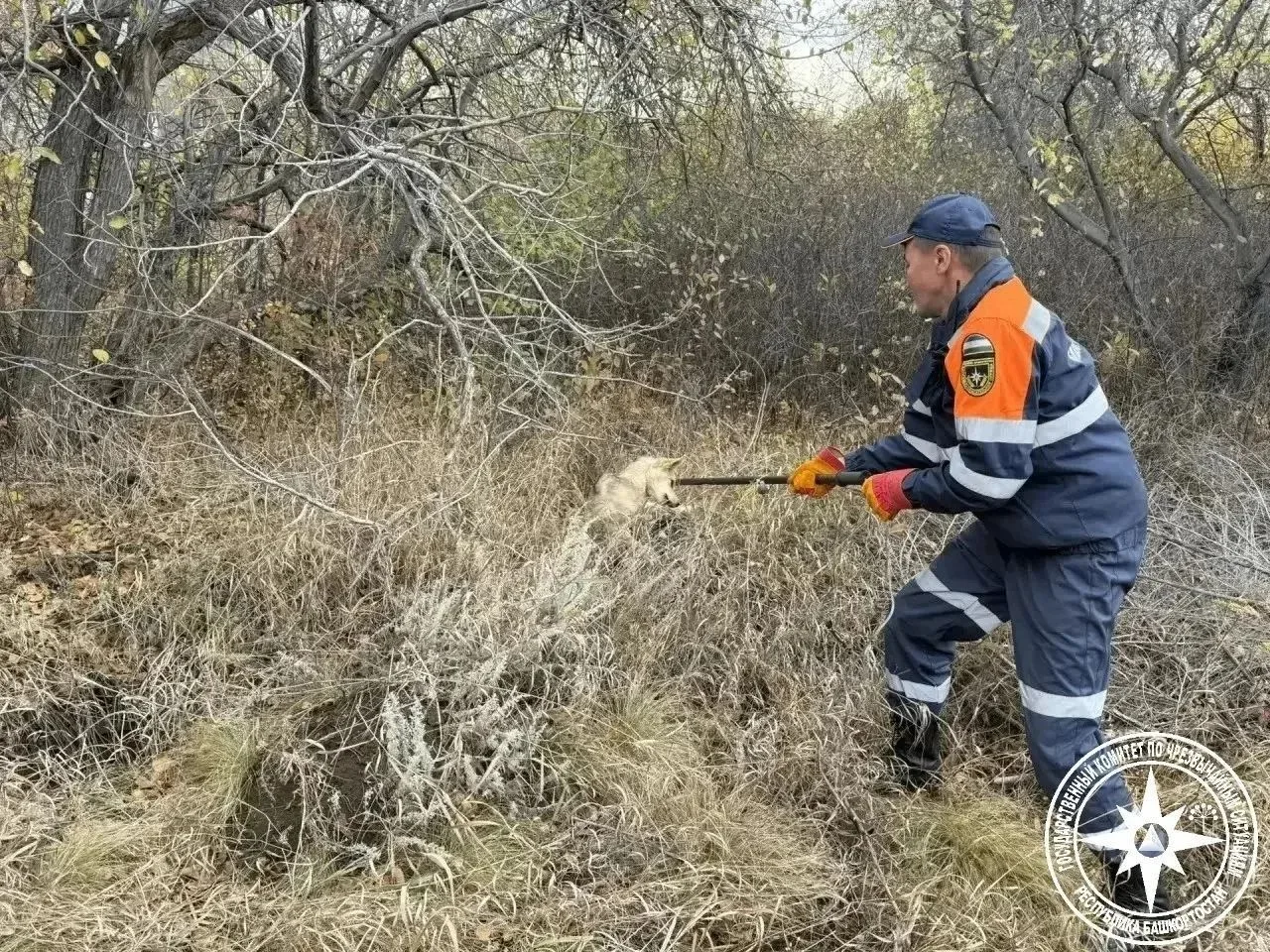 🐕 В Сибае спасли собаку из колодца