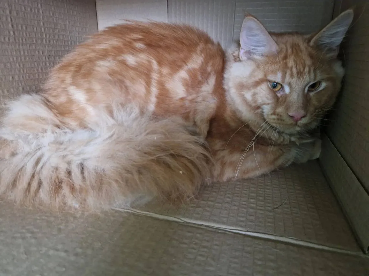 Злые выручайте. Котика подкинули в подъезд. Домашний, чистенький. Район Шефской/Красноф...