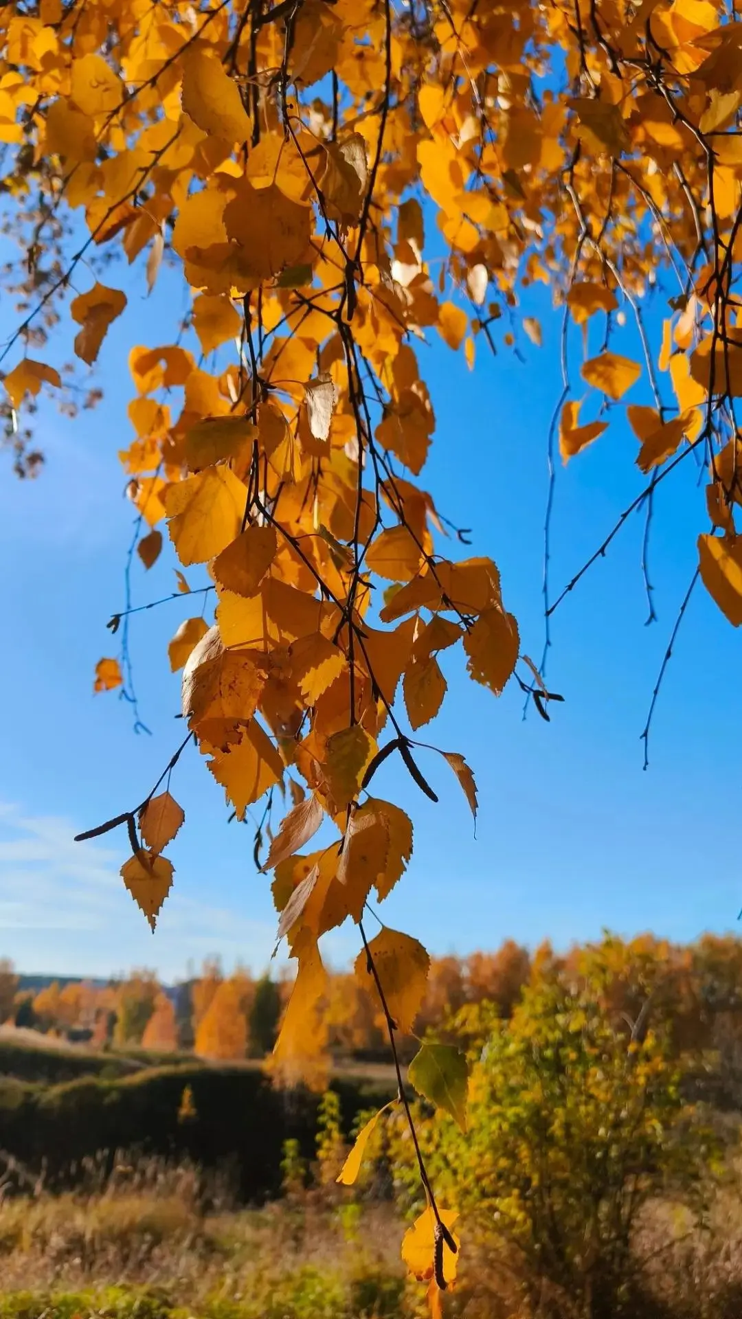 Доброе утро, верхнеуслонцы🍂