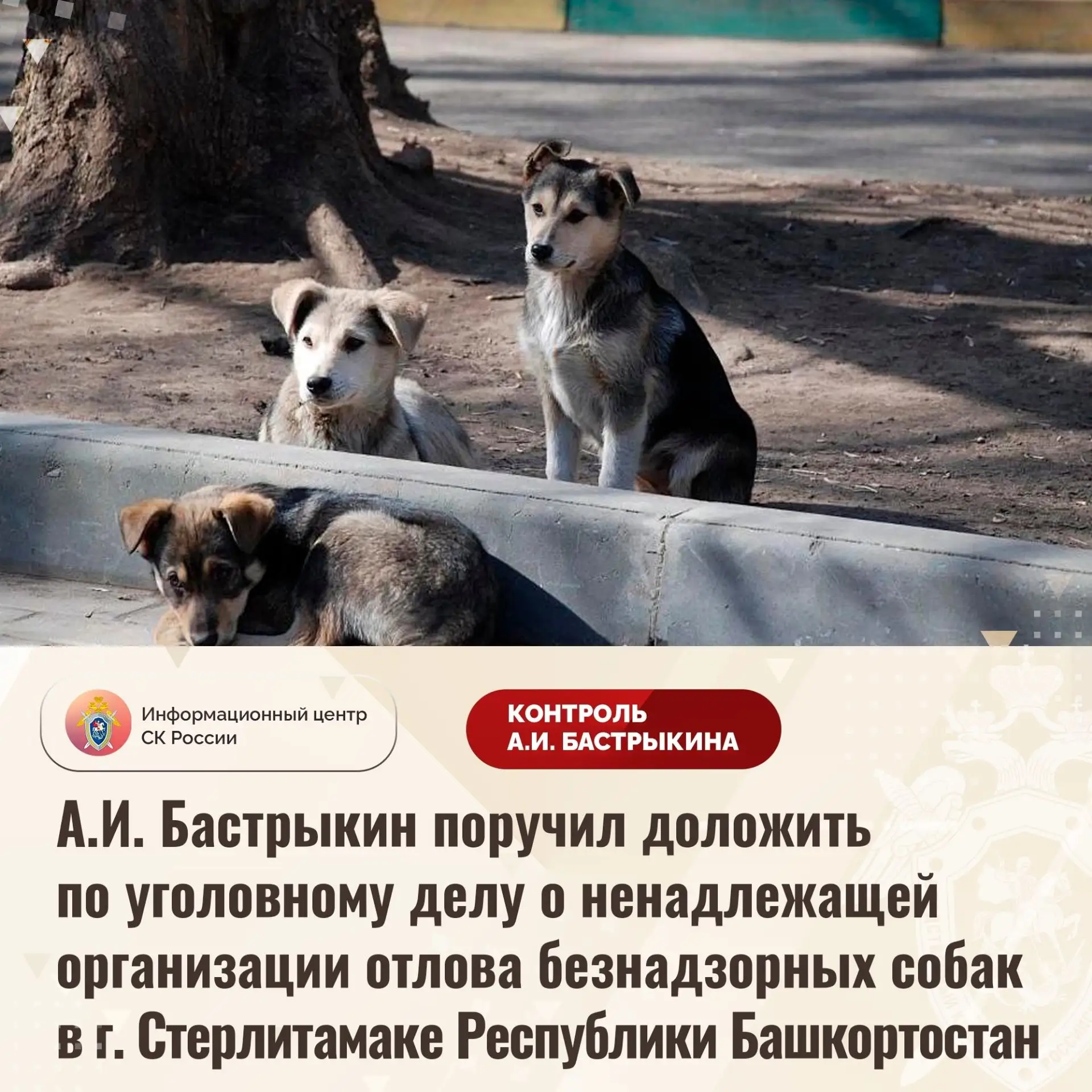 А.И. Бастрыкин поручил доложить по уголовному делу о ненадлежащей организации отлова бе...