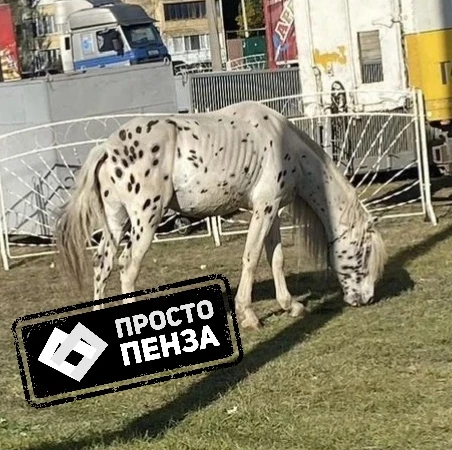На ГПЗ в Пензе помимо пасущихся верблюдов попадаются и необычные пятнистые лошадки.