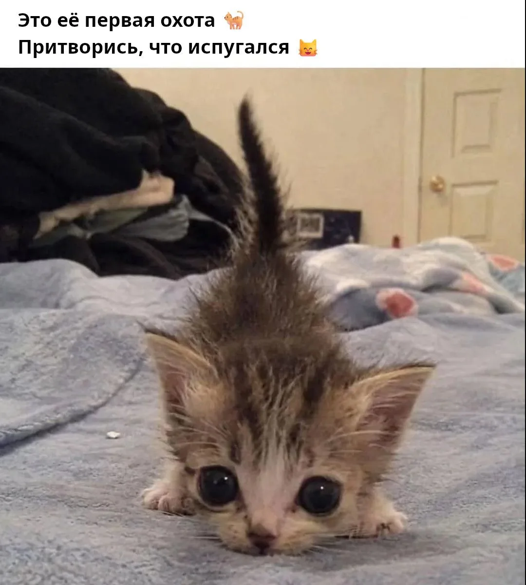 Охотница 😸
