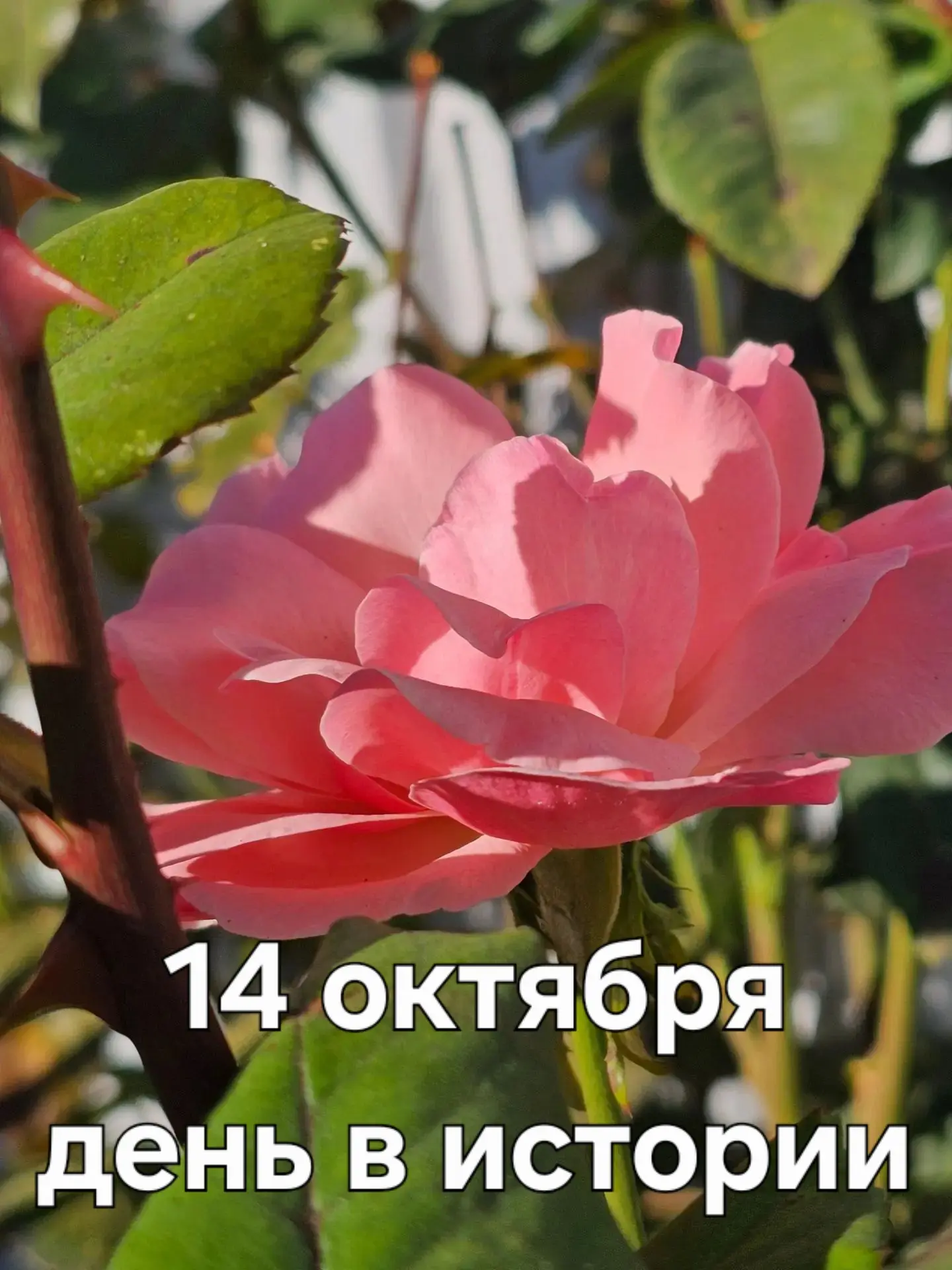 А знаете ли вы, что ❓