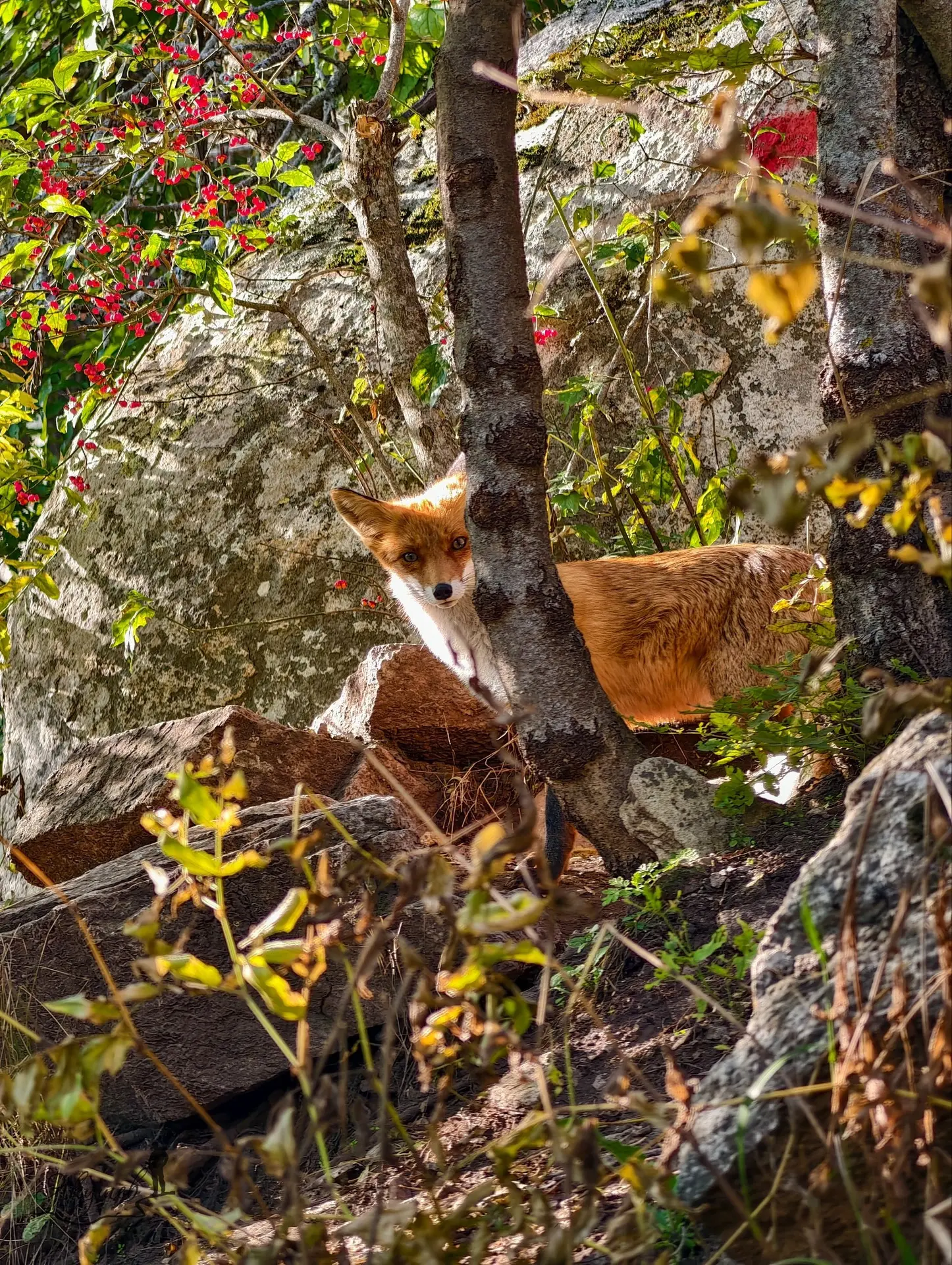 🦊 Рыжая фотомодель на Бештау